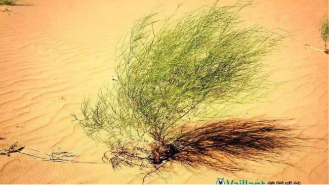 當SEE遇到SEEDS，“1億棵梭梭”公益項目獲威能認捐